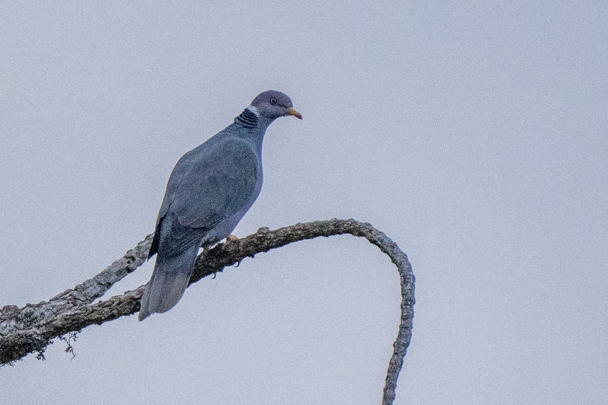 Band-tailed Pigeon - ML576271111