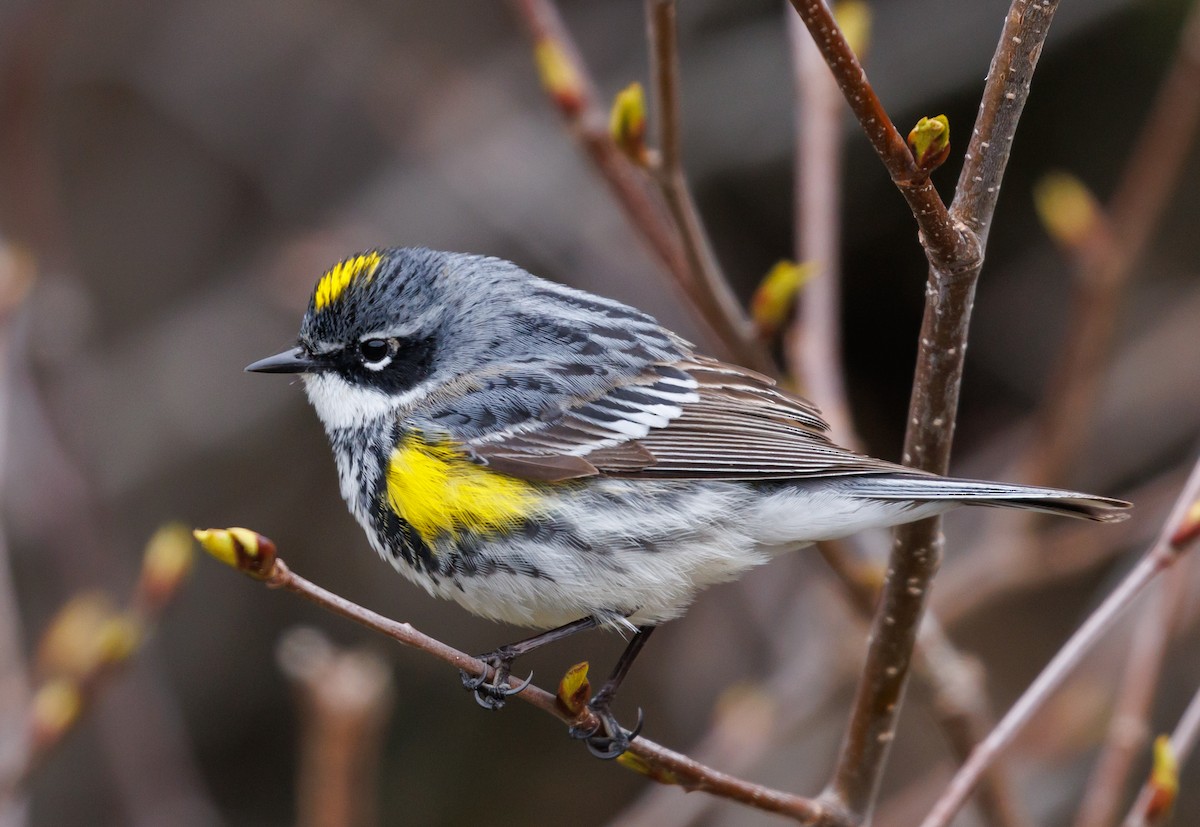 Yellow-rumped Warbler (Myrtle) - ML576271171