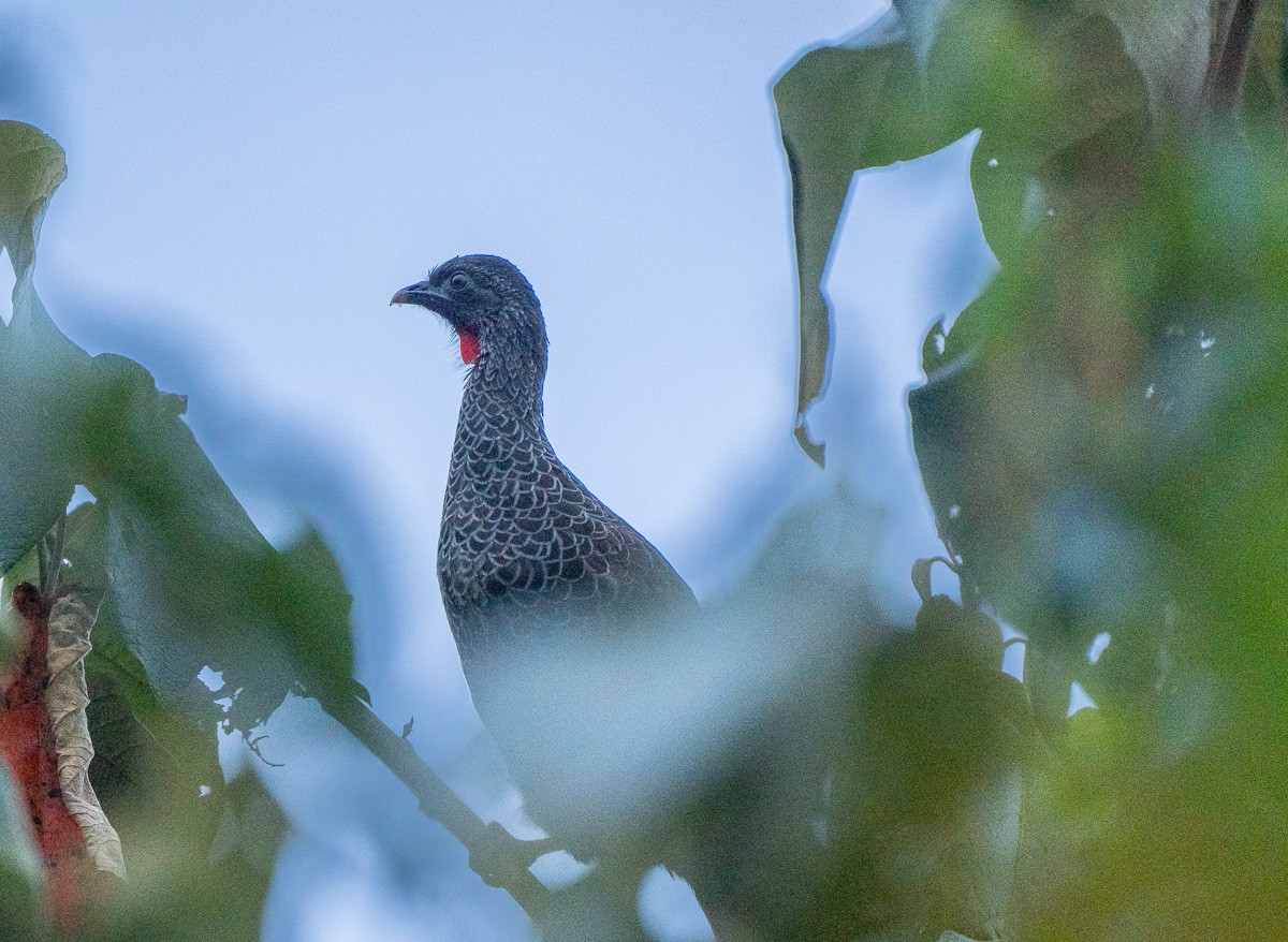 Andean Guan - Sylvain Langlois