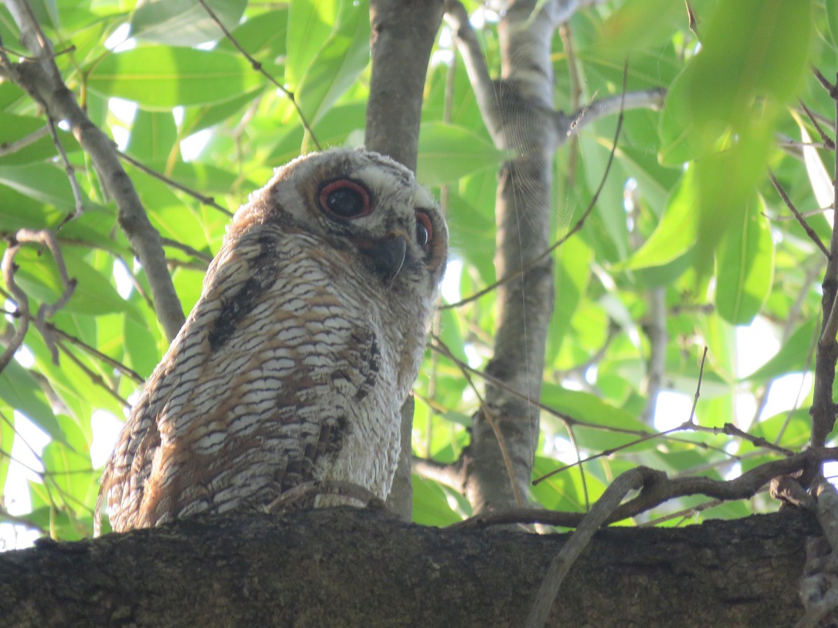 Mottled Wood-Owl - ML576272421