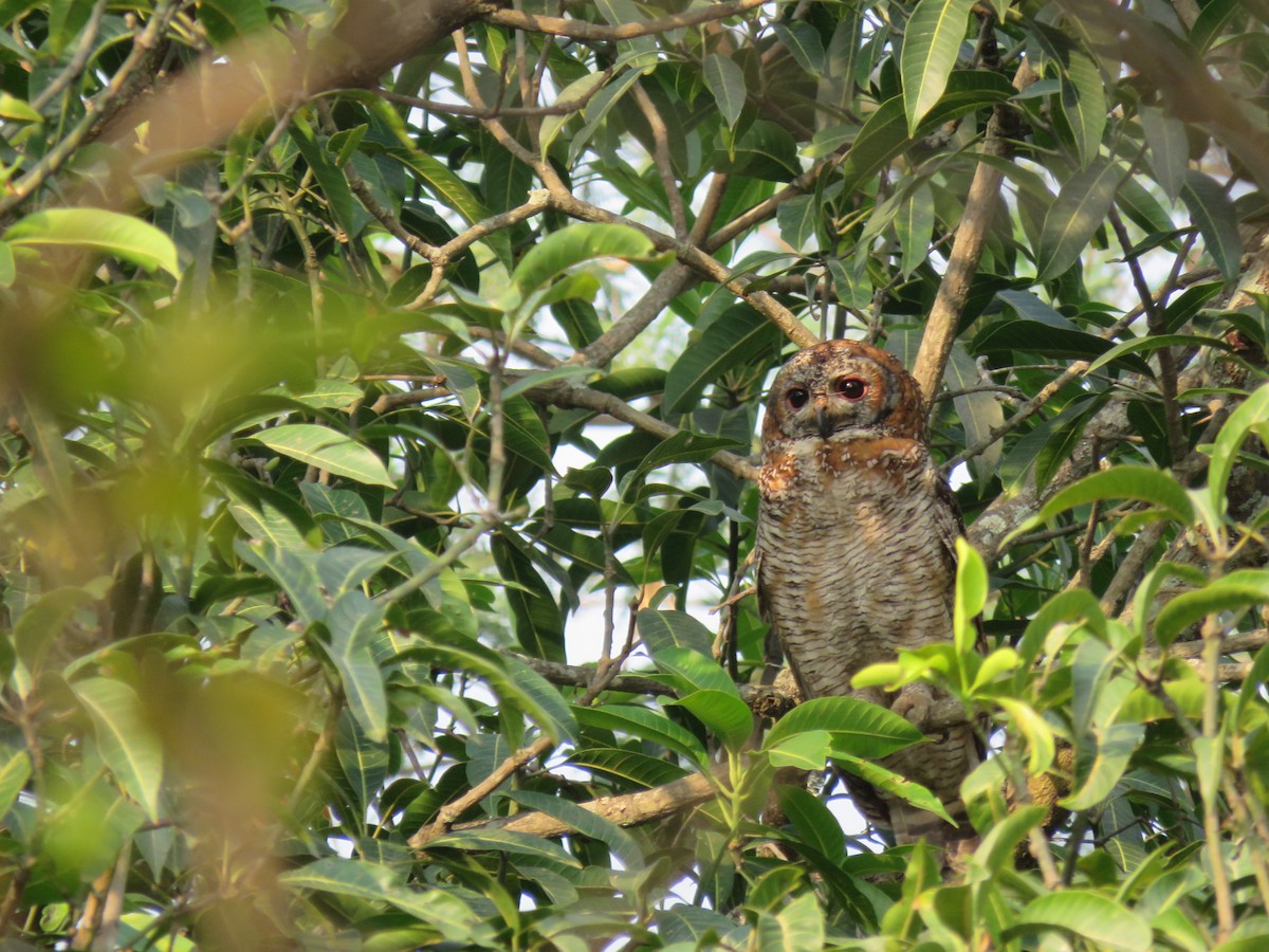 Mottled Wood-Owl - ML576272431