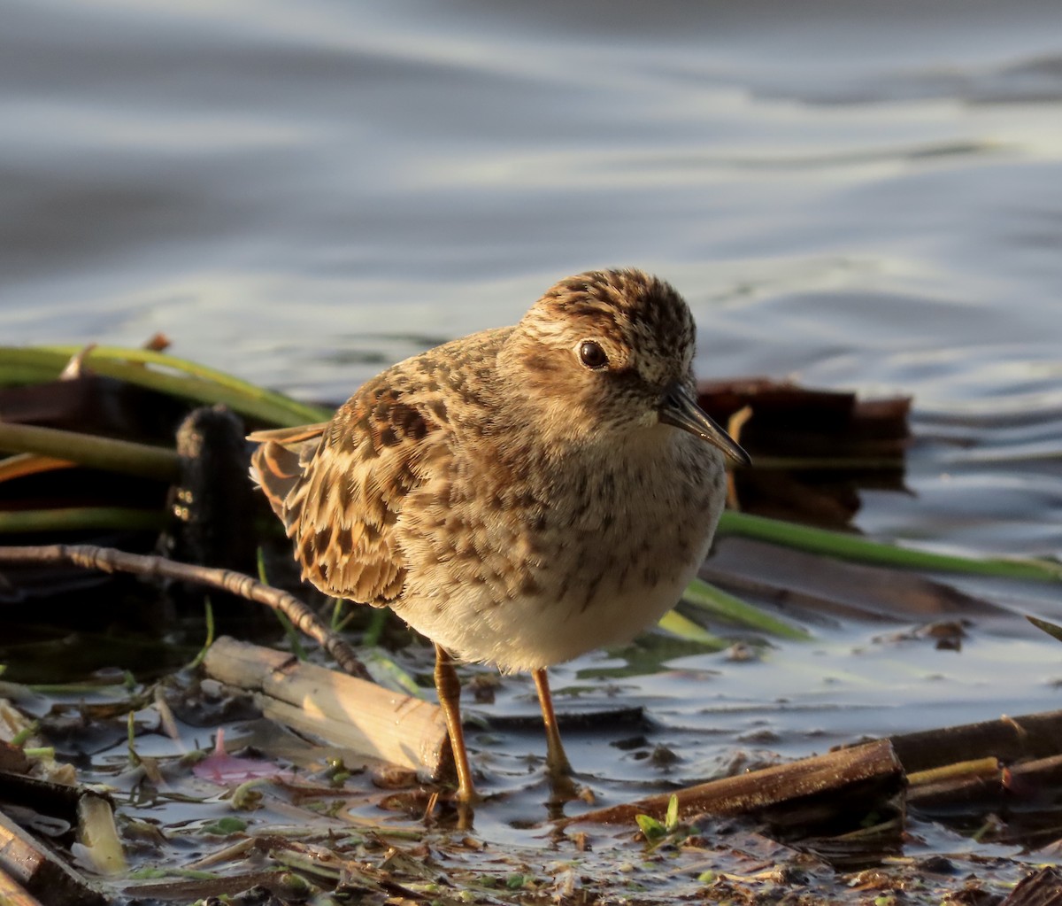 Least Sandpiper - ML576273141