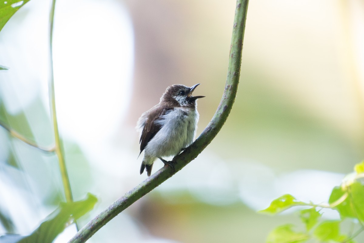 Mottled Flowerpecker - ML576273201