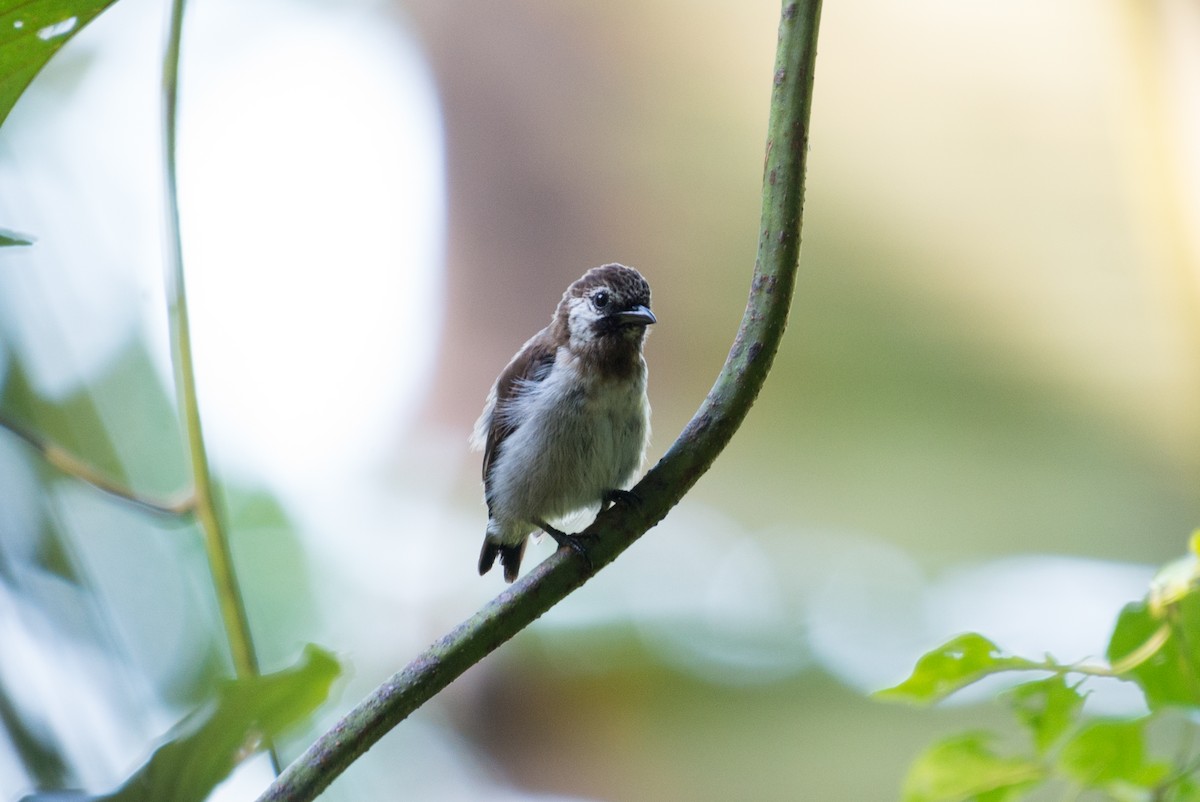 Mottled Flowerpecker - ML576273211