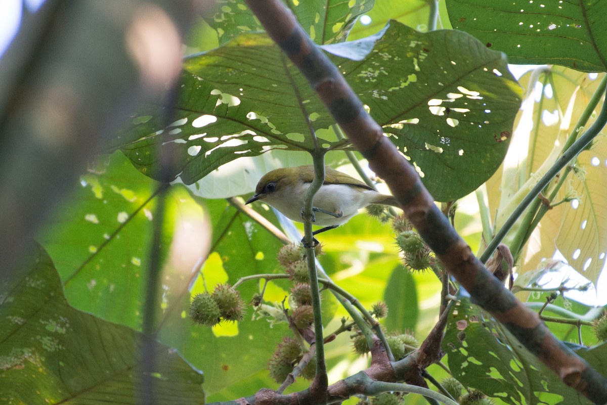 Makira White-eye - ML576273321