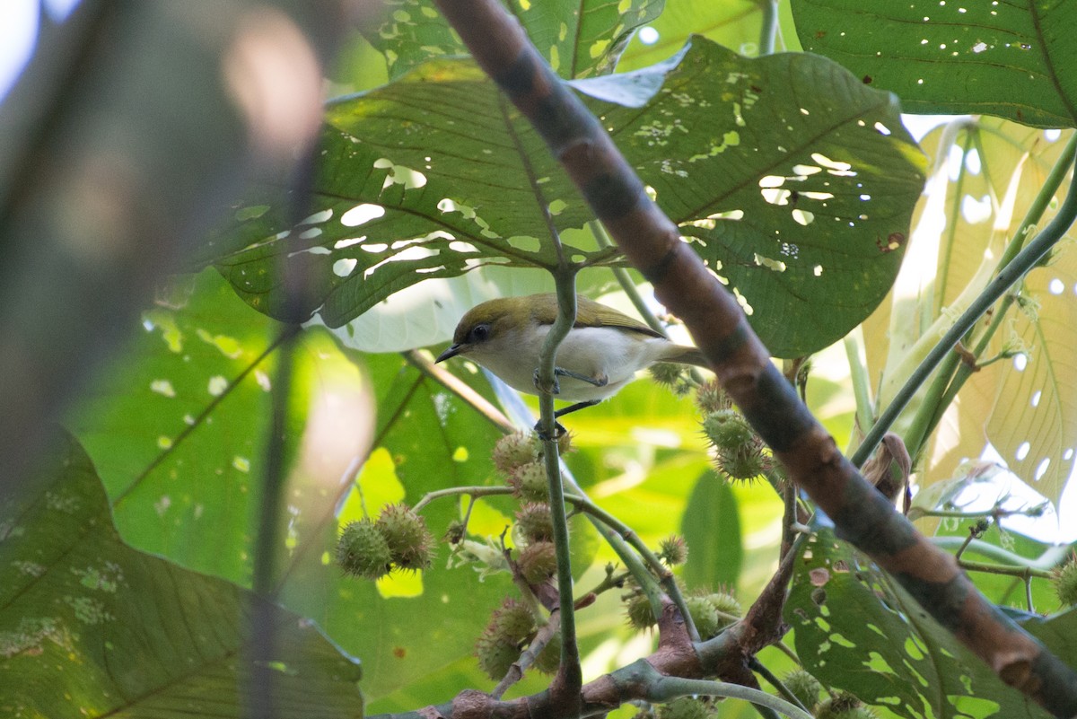 Gray-throated White-eye - John C. Mittermeier