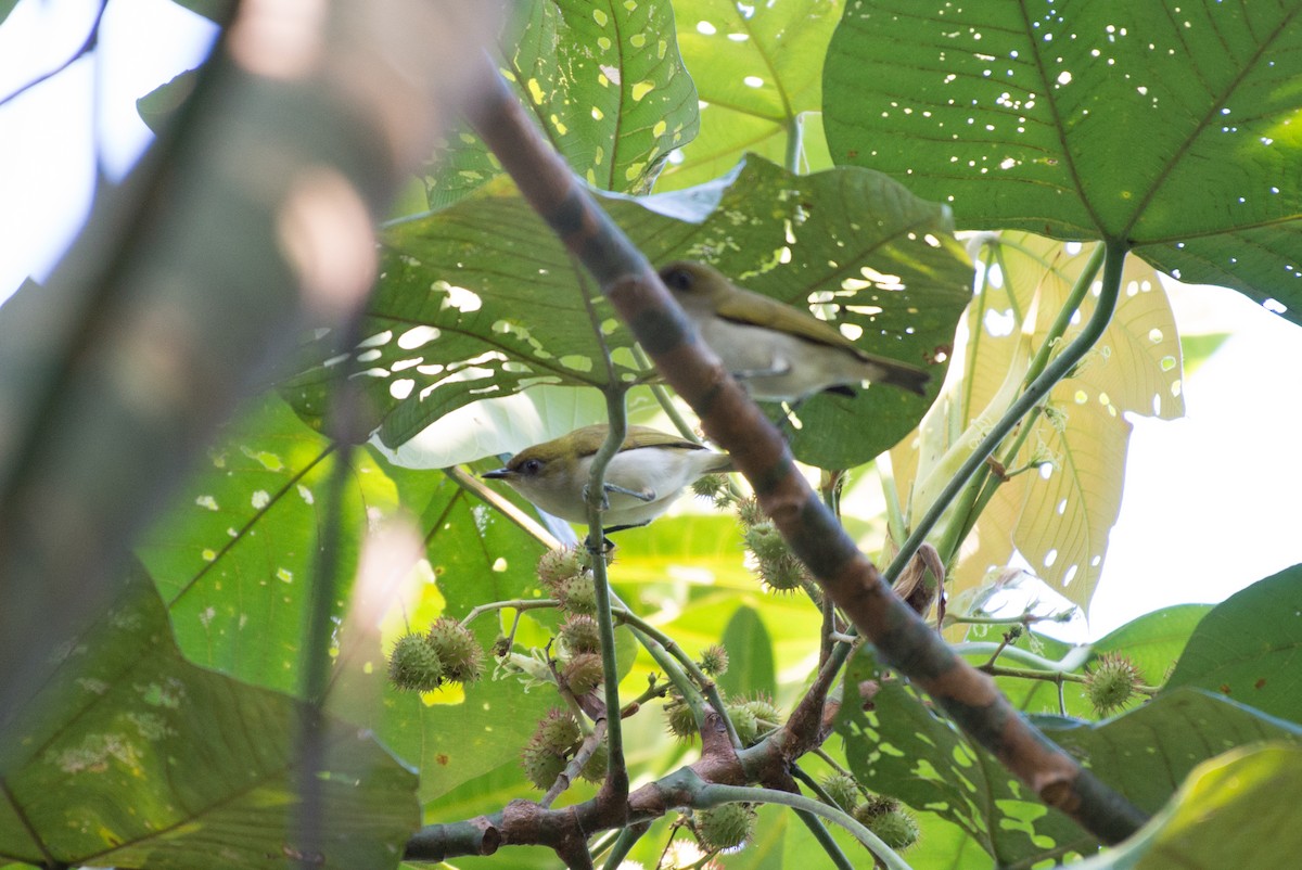 Gray-throated White-eye - ML576273331