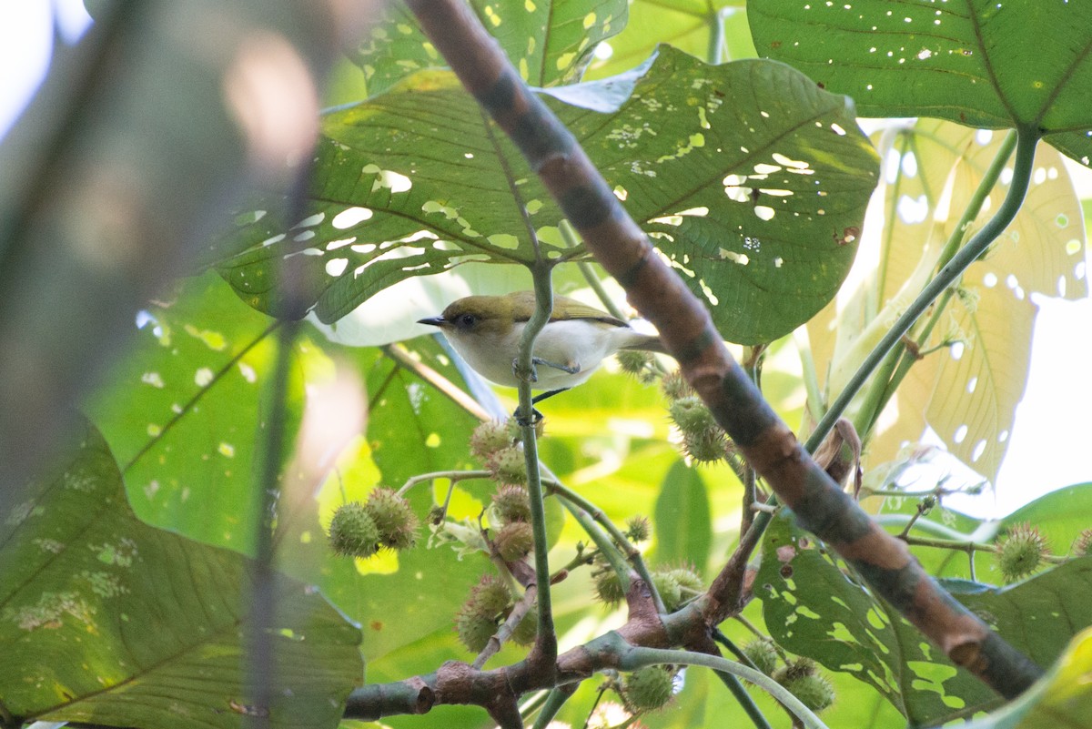 Gray-throated White-eye - ML576273391