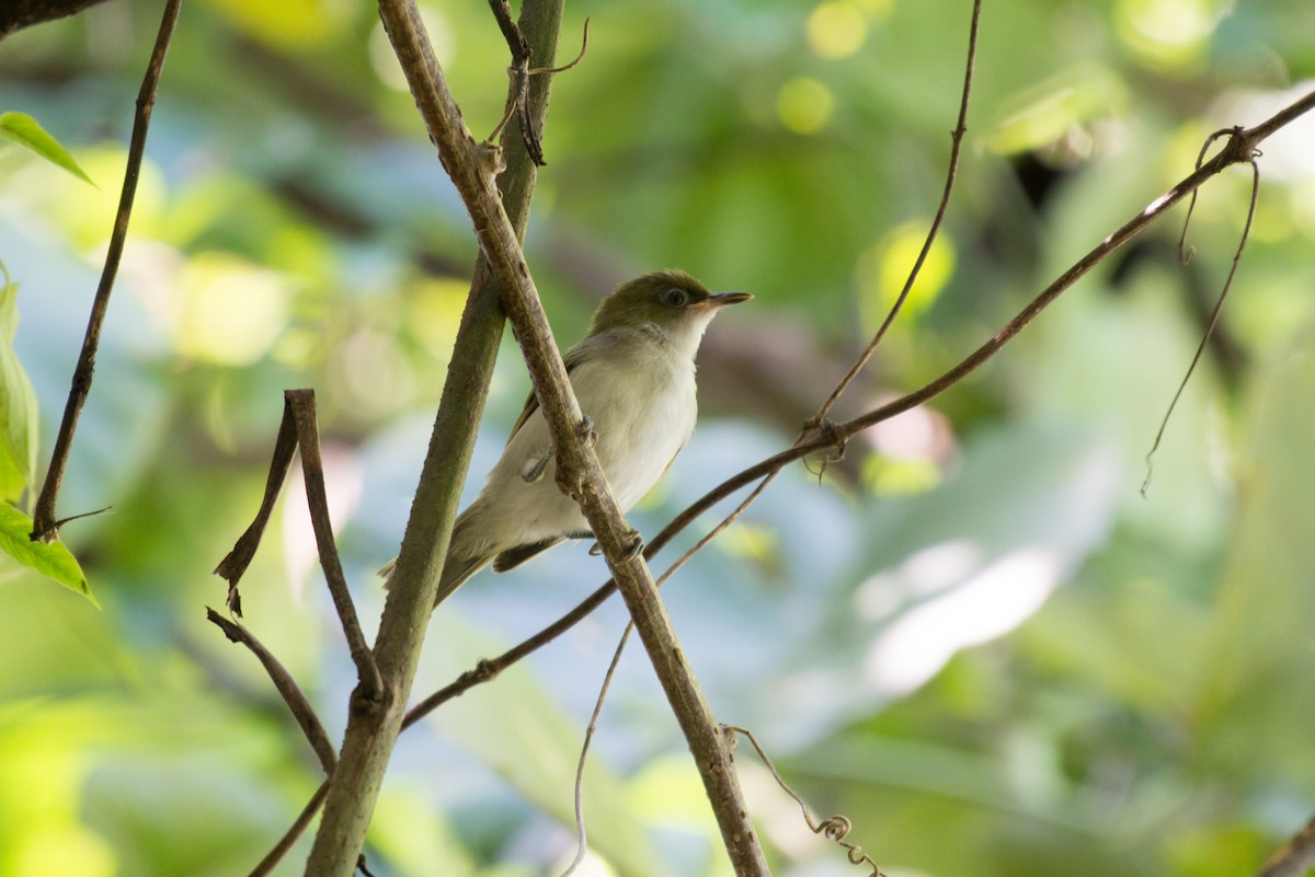 Gray-throated White-eye - ML576273471