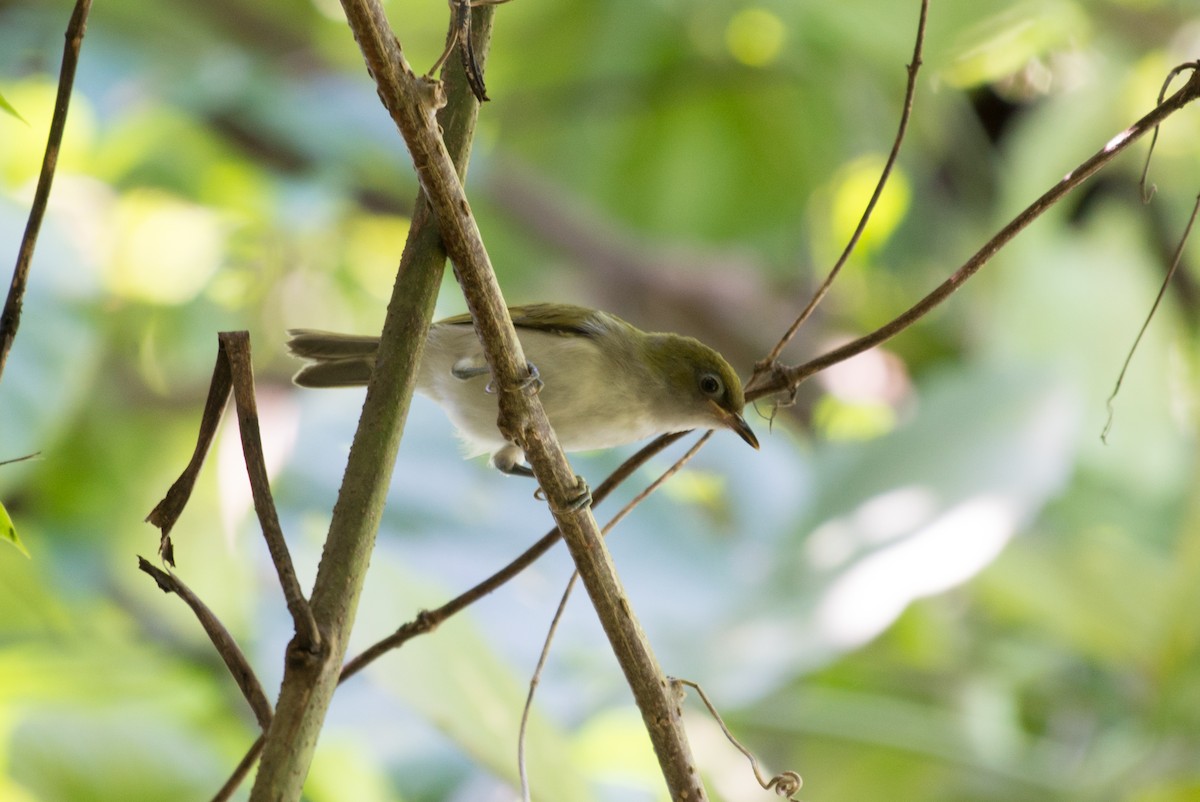 Gray-throated White-eye - ML576273481