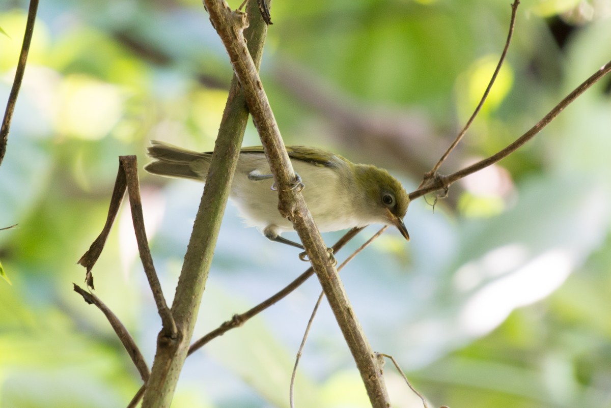 Gray-throated White-eye - John C. Mittermeier