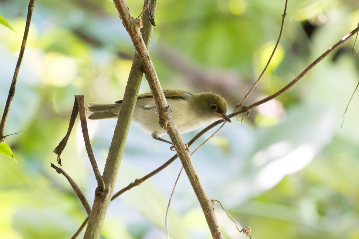 Gray-throated White-eye - ML576273521