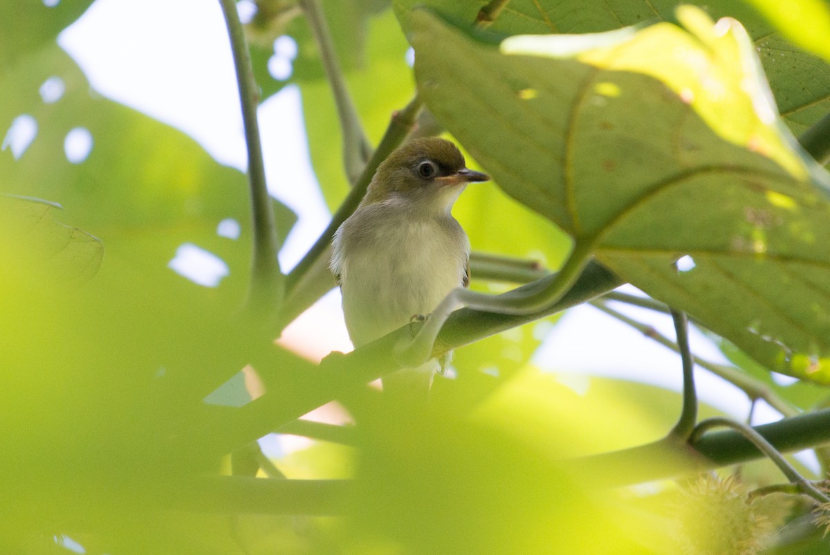 Gray-throated White-eye - ML576273561