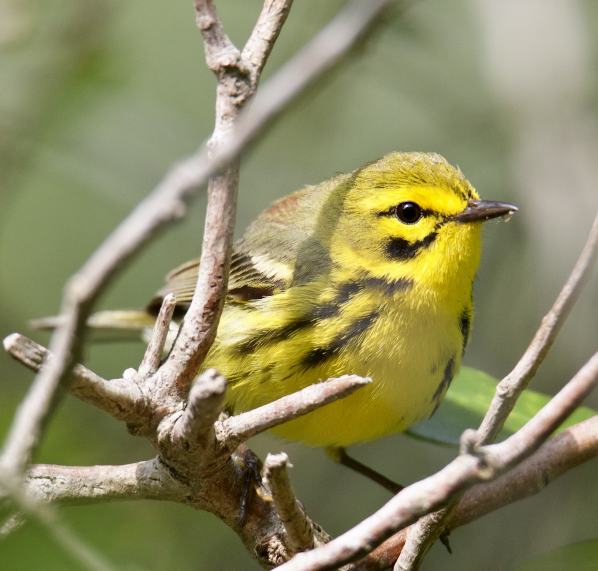 Prairie Warbler - ML576273841