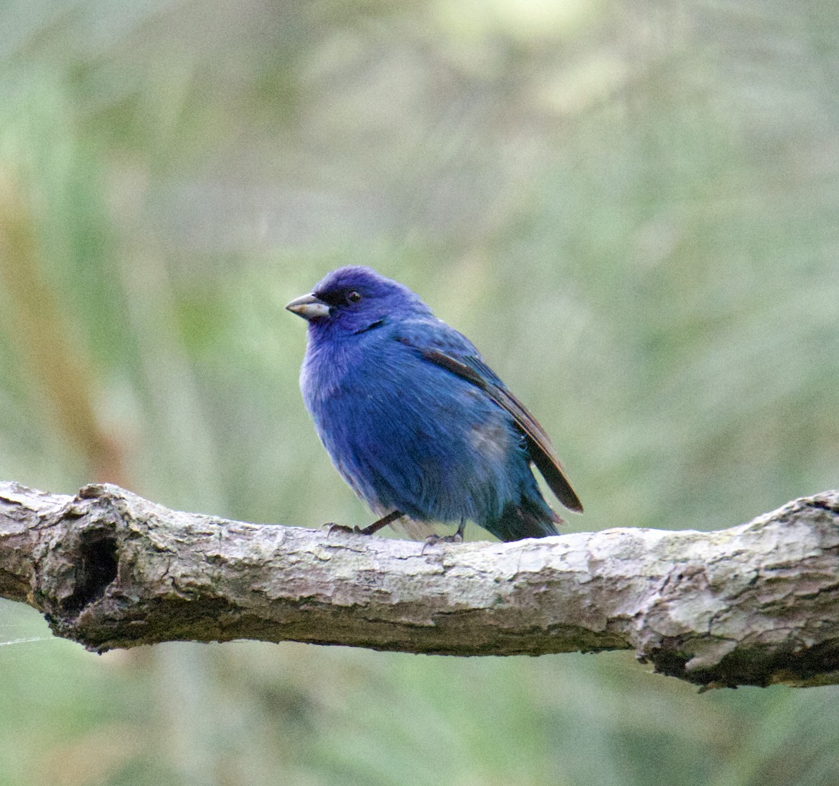 Indigo Bunting - ML576273861