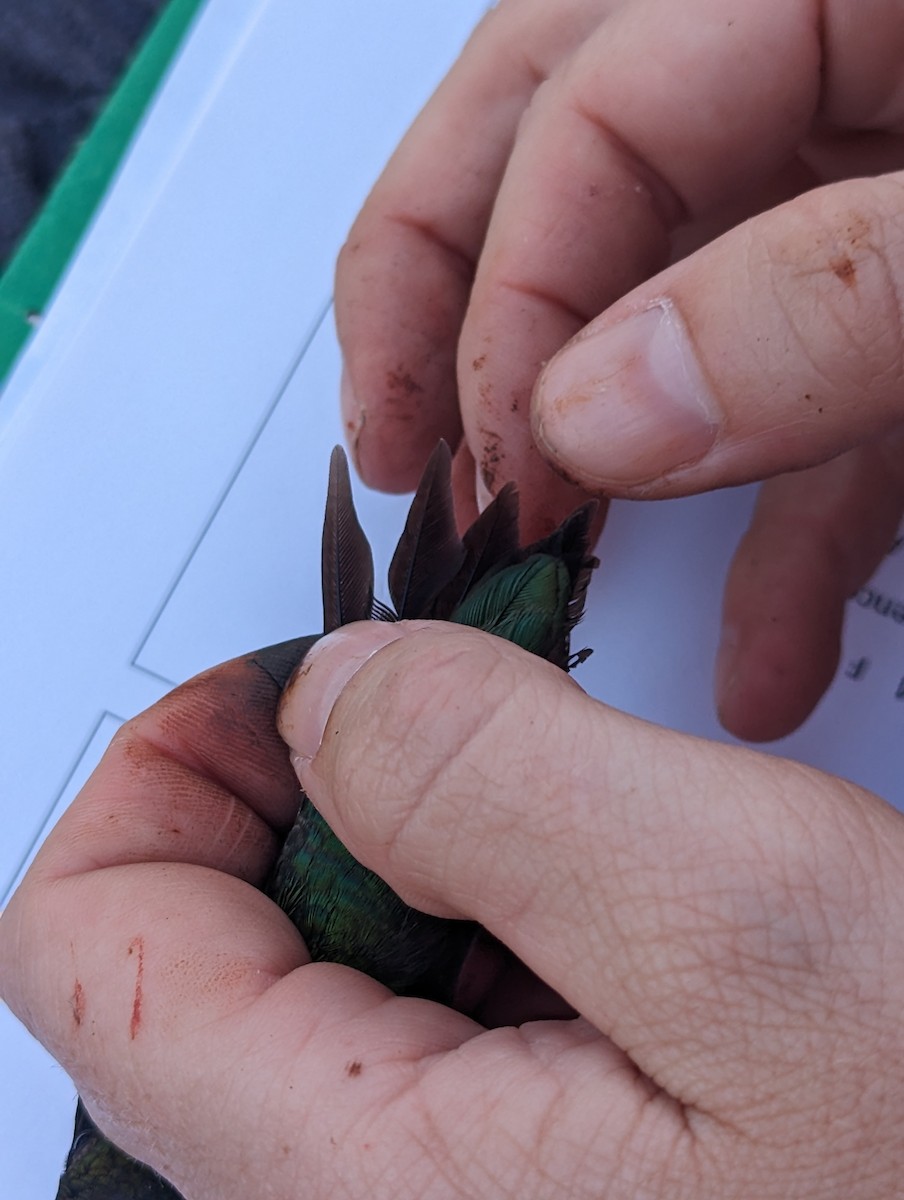 Ruby-throated x Black-chinned Hummingbird (hybrid) - ML576273941