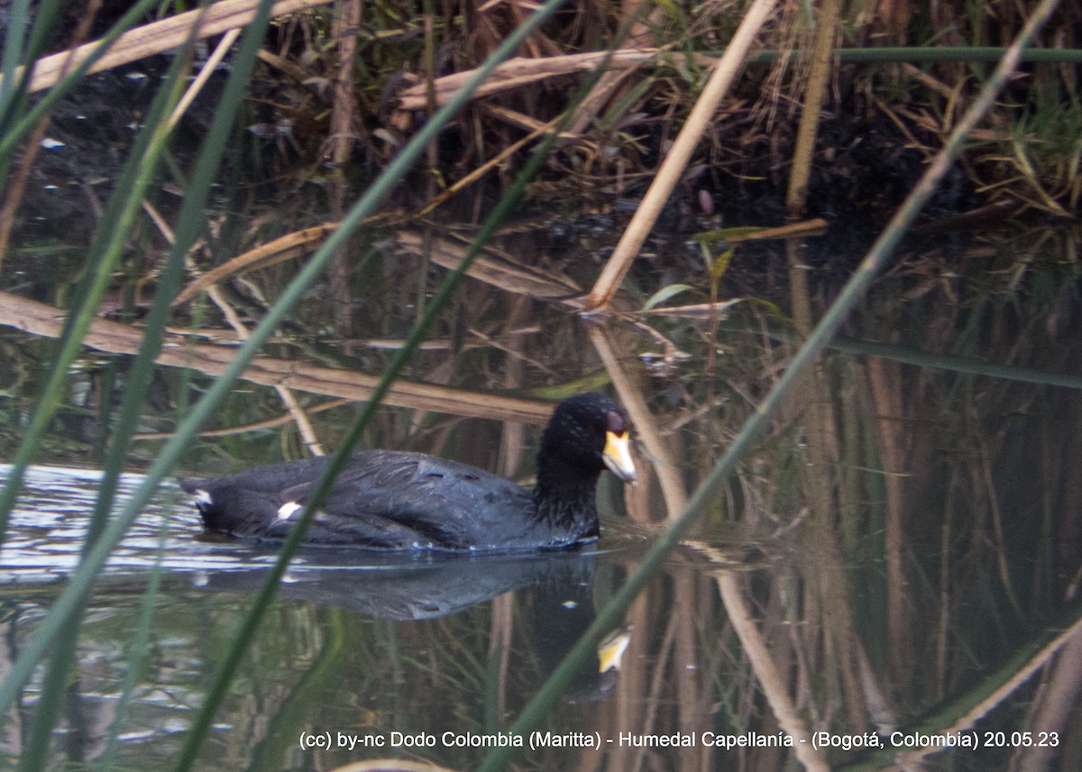 American Coot - ML576273971