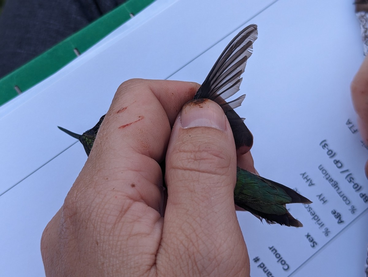 Ruby-throated x Black-chinned Hummingbird (hybrid) - ML576274101