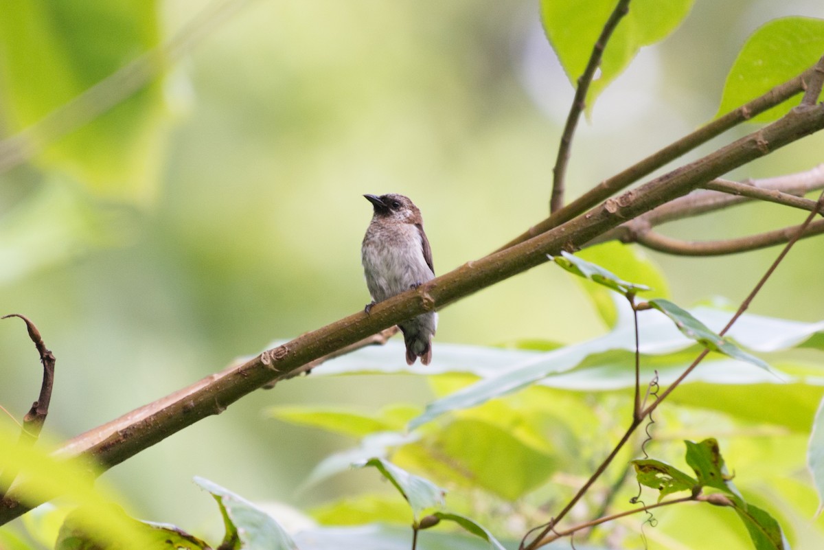 Mottled Flowerpecker - ML576274221