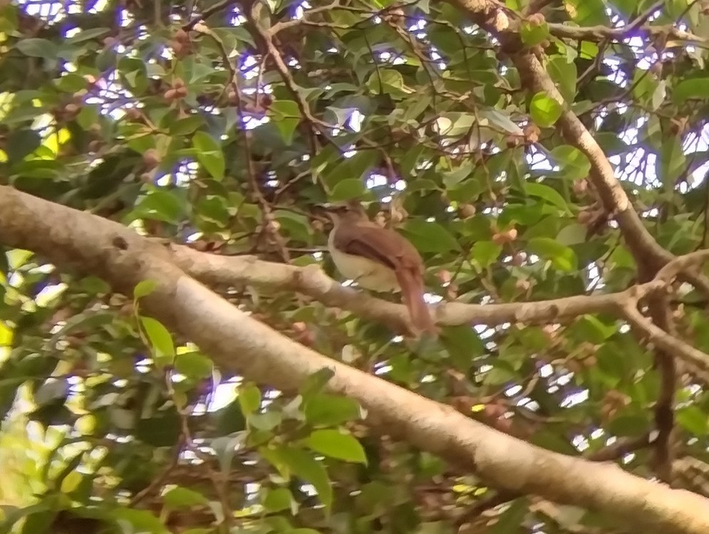 Puff-backed Bulbul - ML576275311