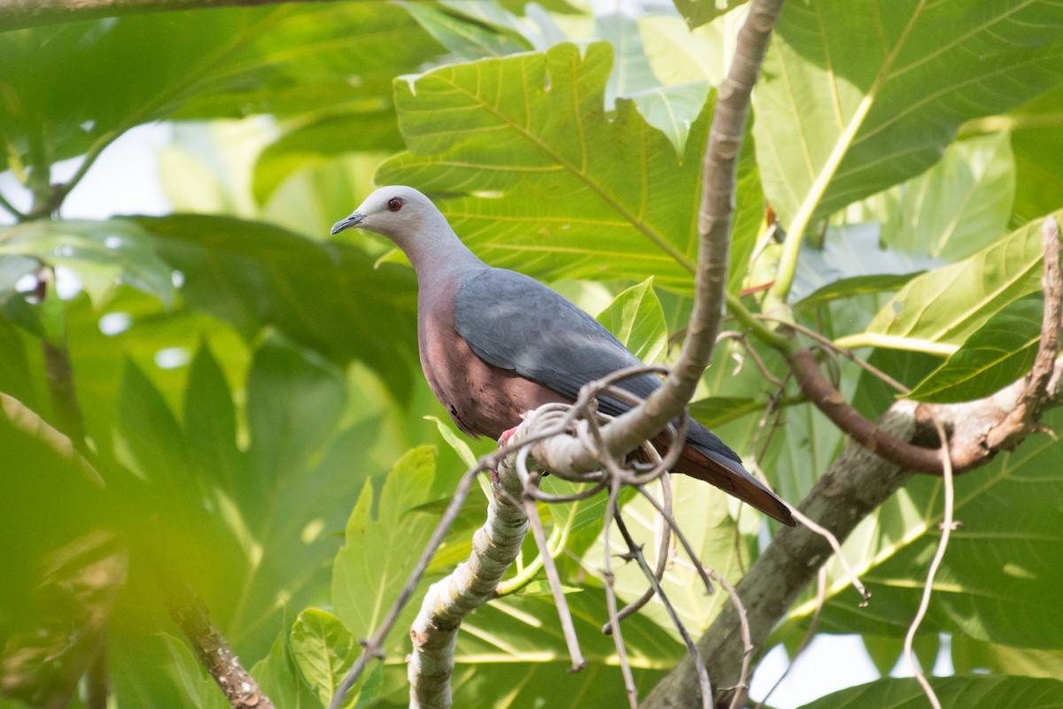 Chestnut-bellied Imperial-Pigeon - ML576275411