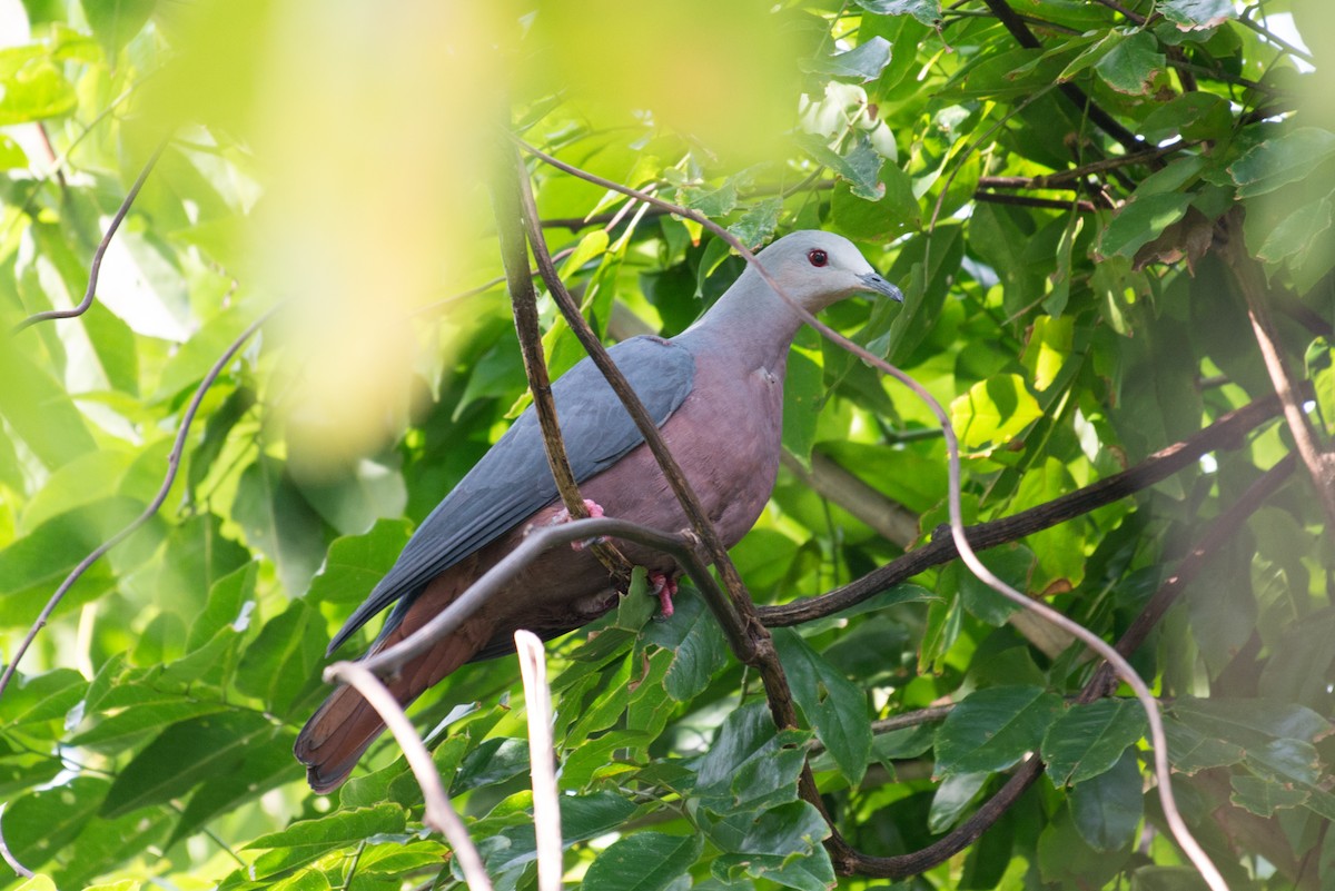 Chestnut-bellied Imperial-Pigeon - ML576275451
