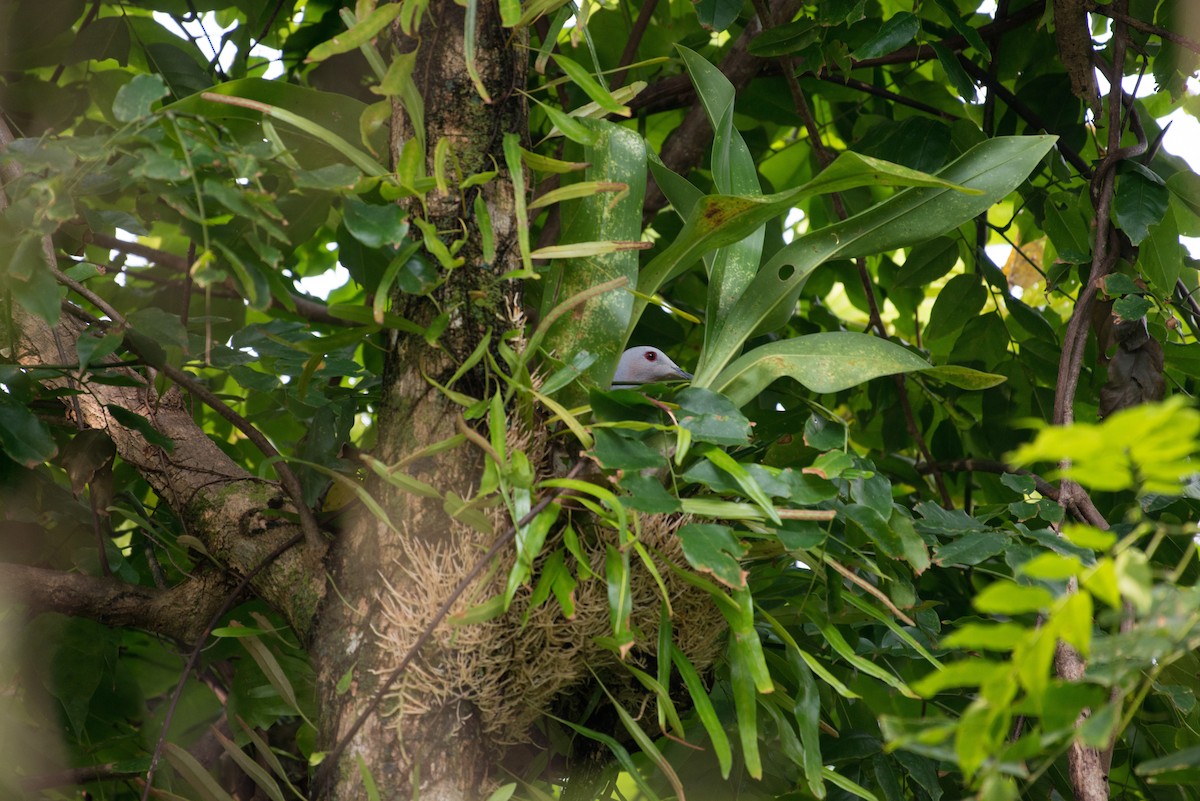 Chestnut-bellied Imperial-Pigeon - ML576275491