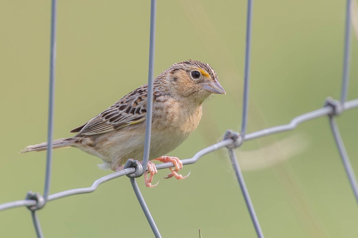 Grasshopper Sparrow - ML576276201