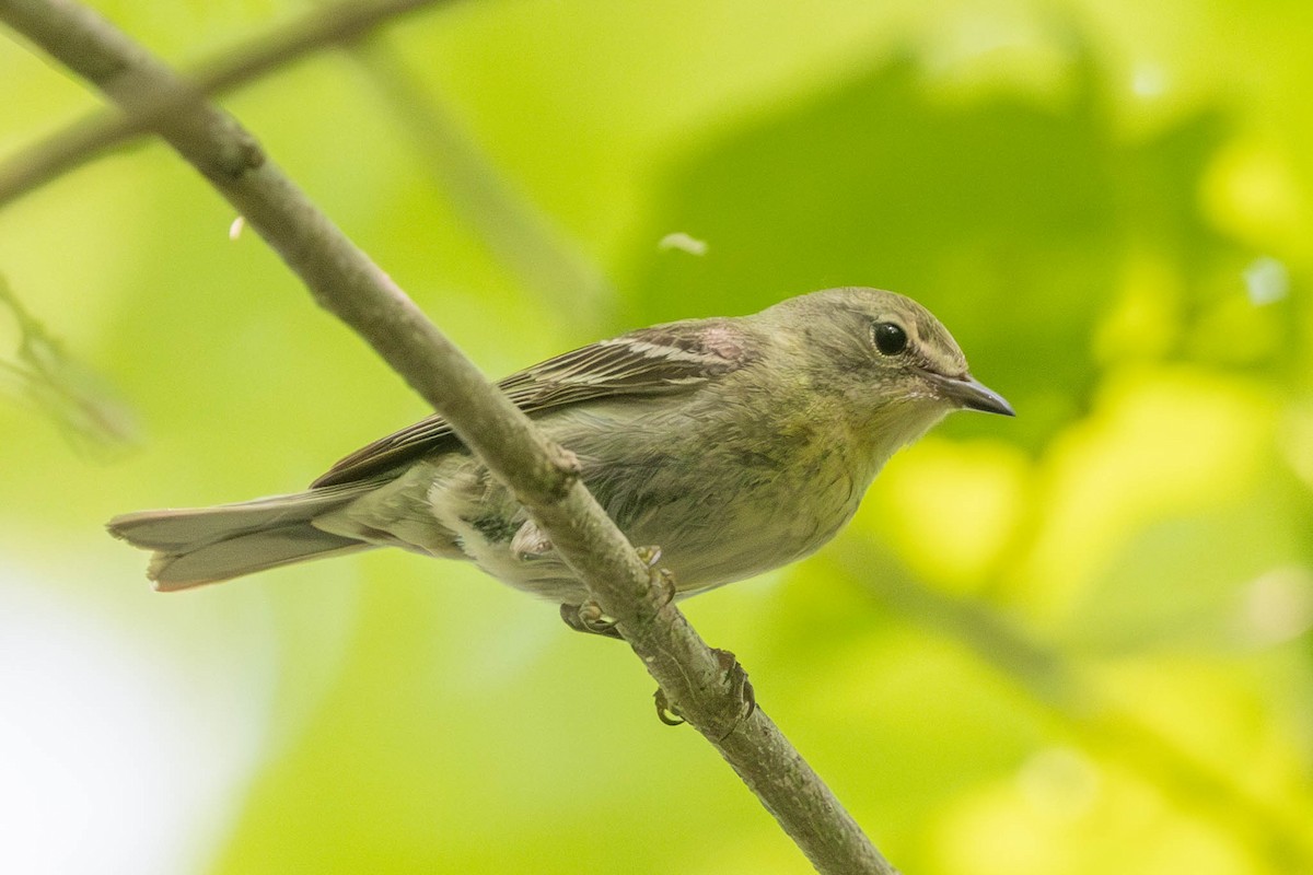 סבכון אורנים - ML576276291