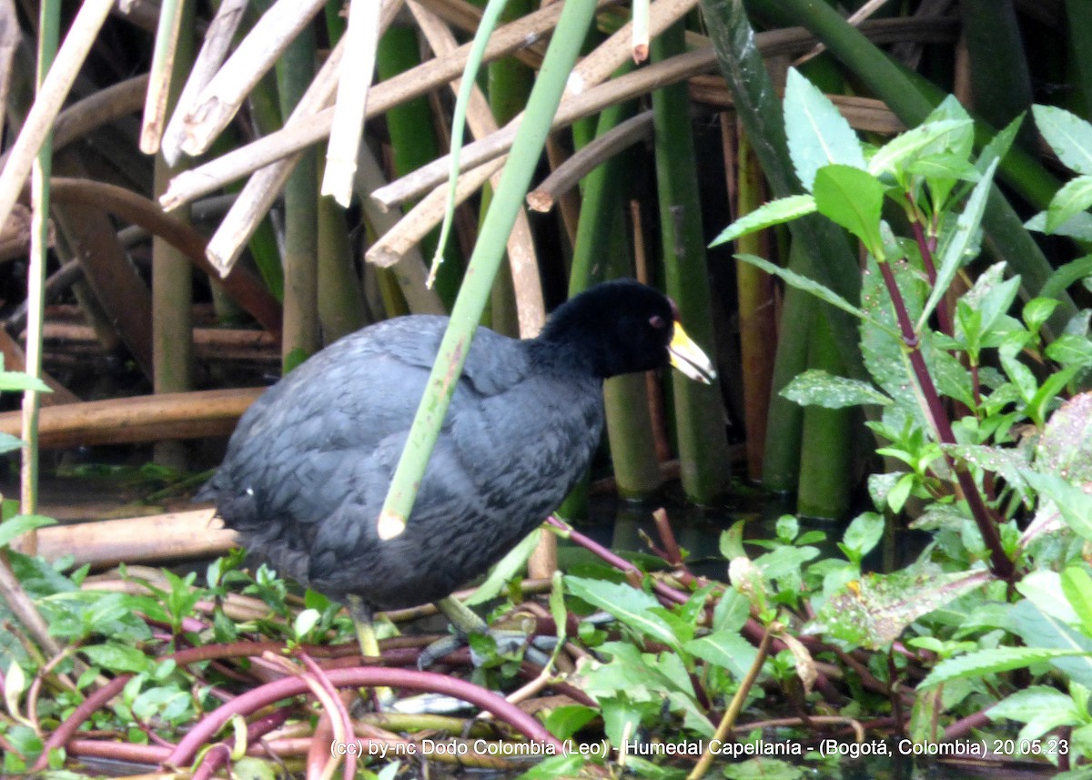 American Coot - Leonardo Ortega (Dodo Colombia)