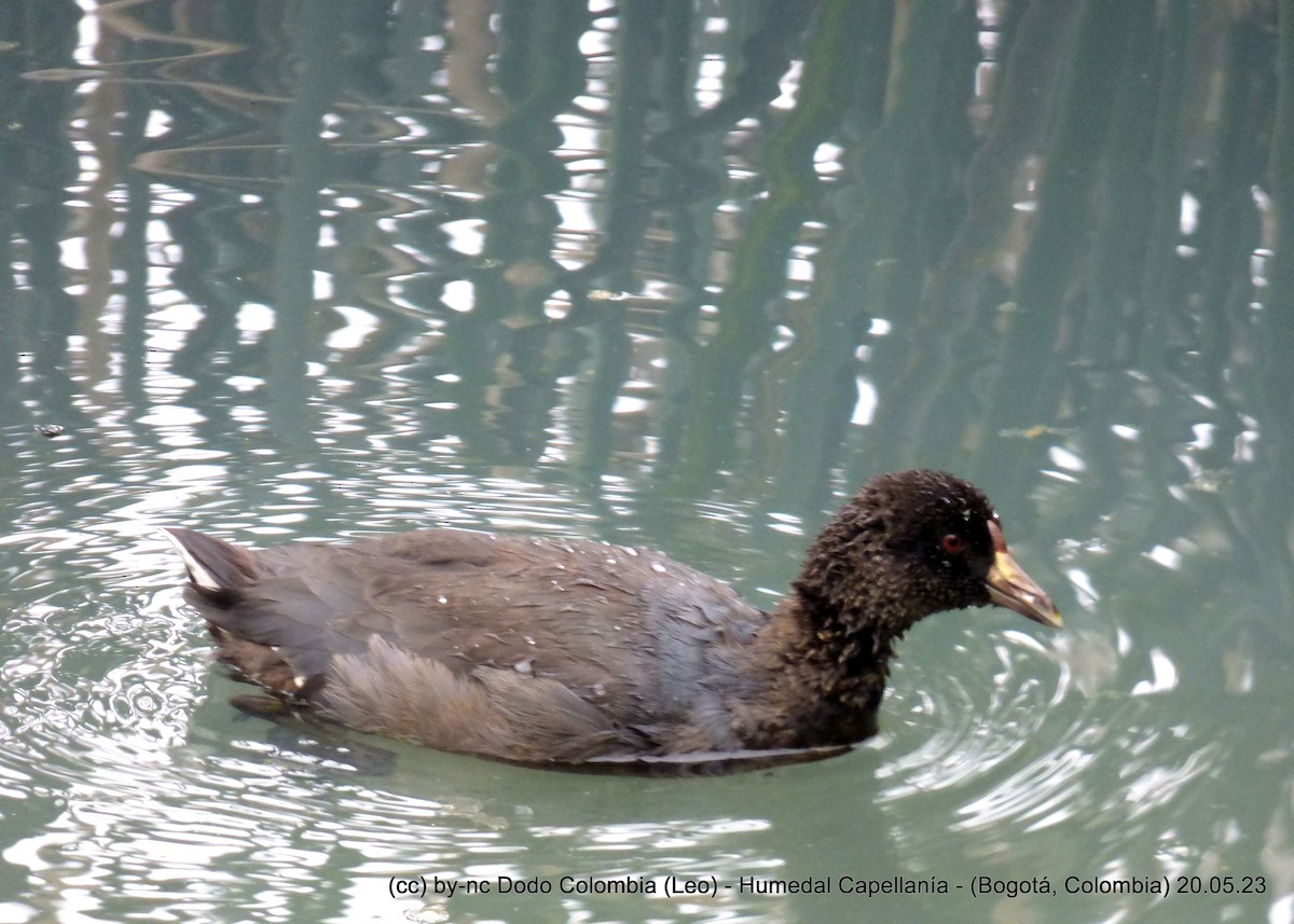 American Coot - ML576277921