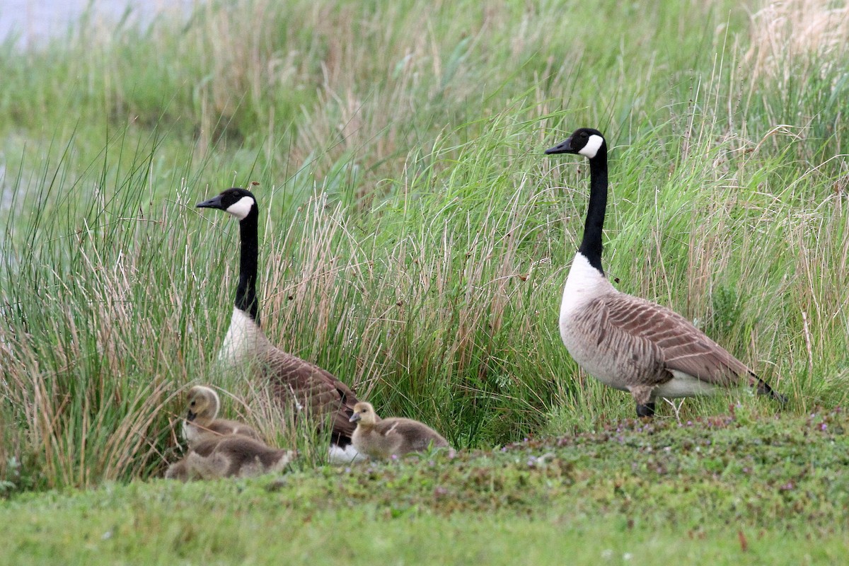 Canada Goose - Rainer Seifert