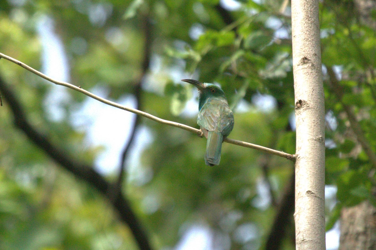 Blue-bearded Bee-eater - Druva  Murali