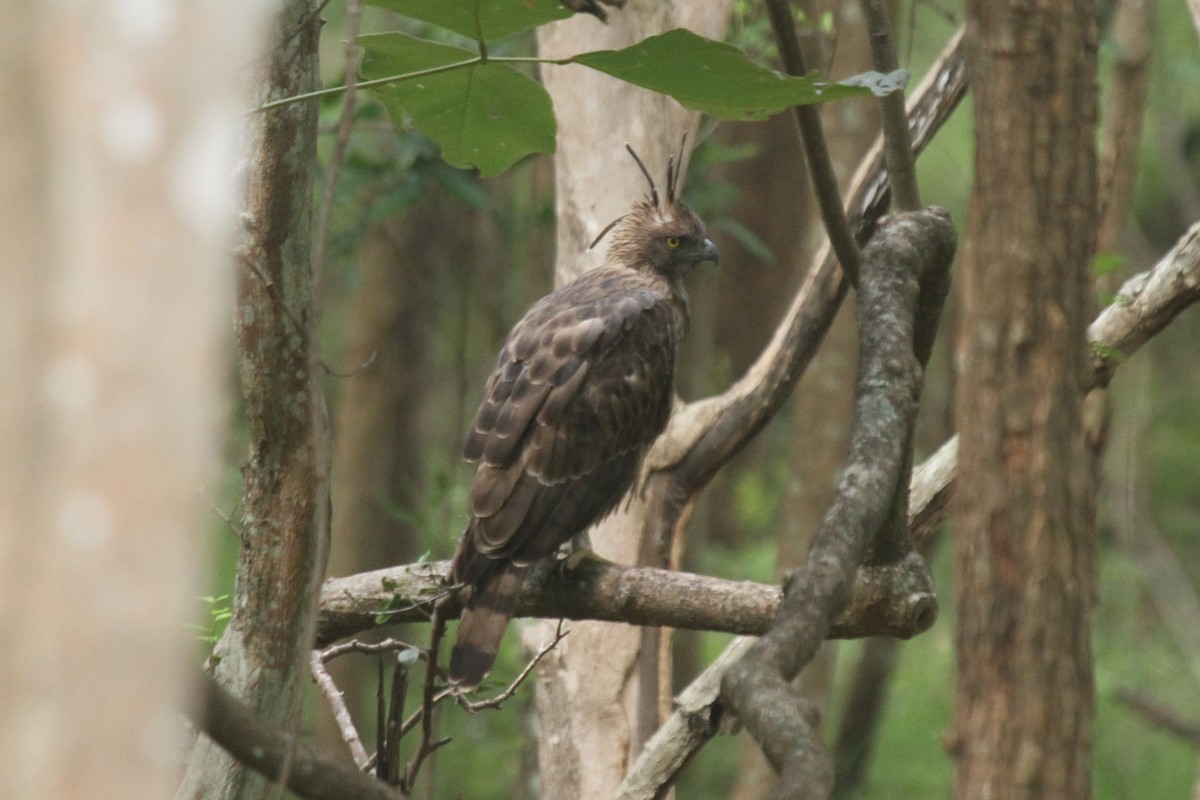Changeable Hawk-Eagle - Druva  Murali