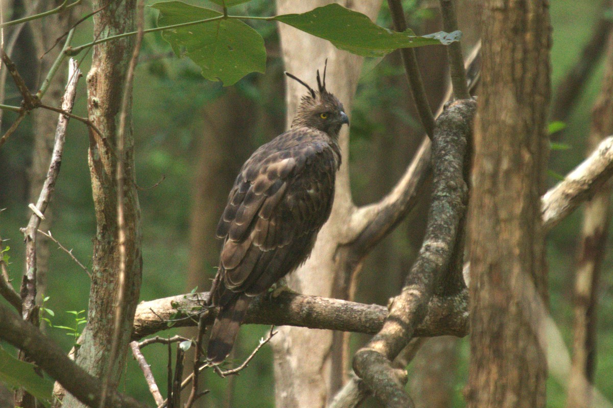 Changeable Hawk-Eagle - Druva  Murali