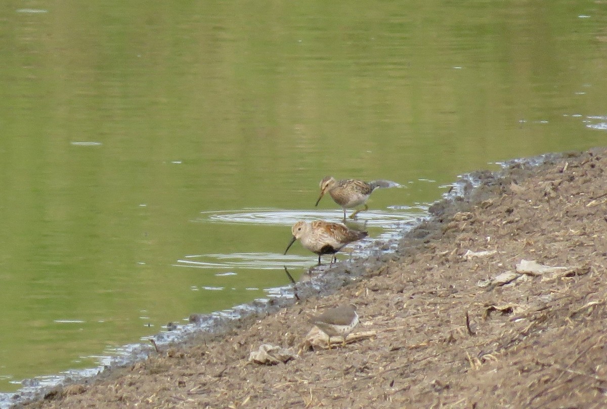 Bécasseau variable - ML576280061