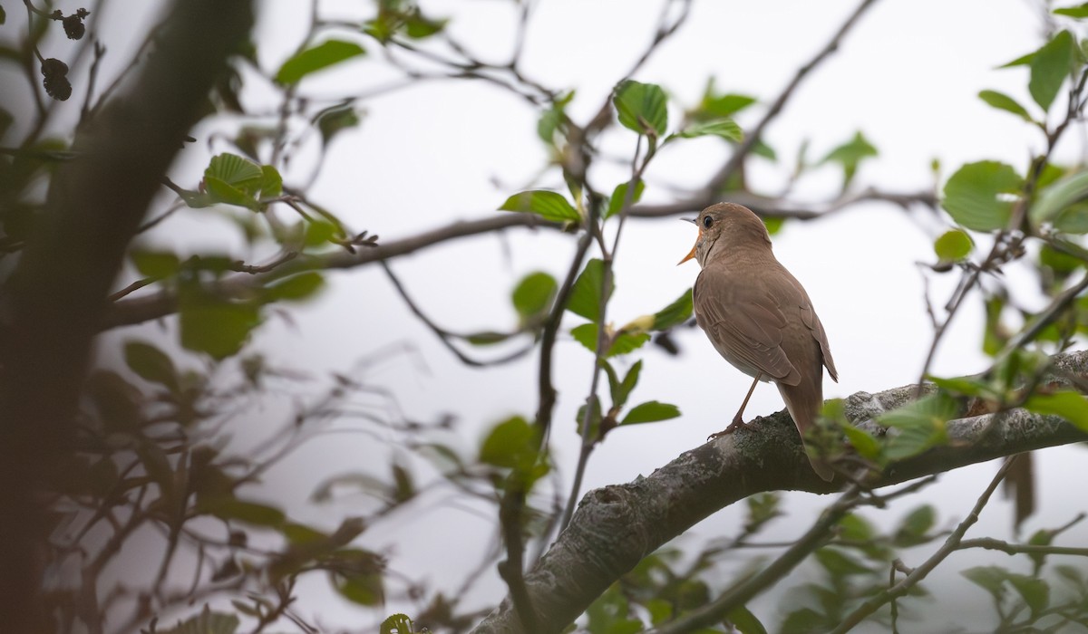 Thrush Nightingale - ML576280461