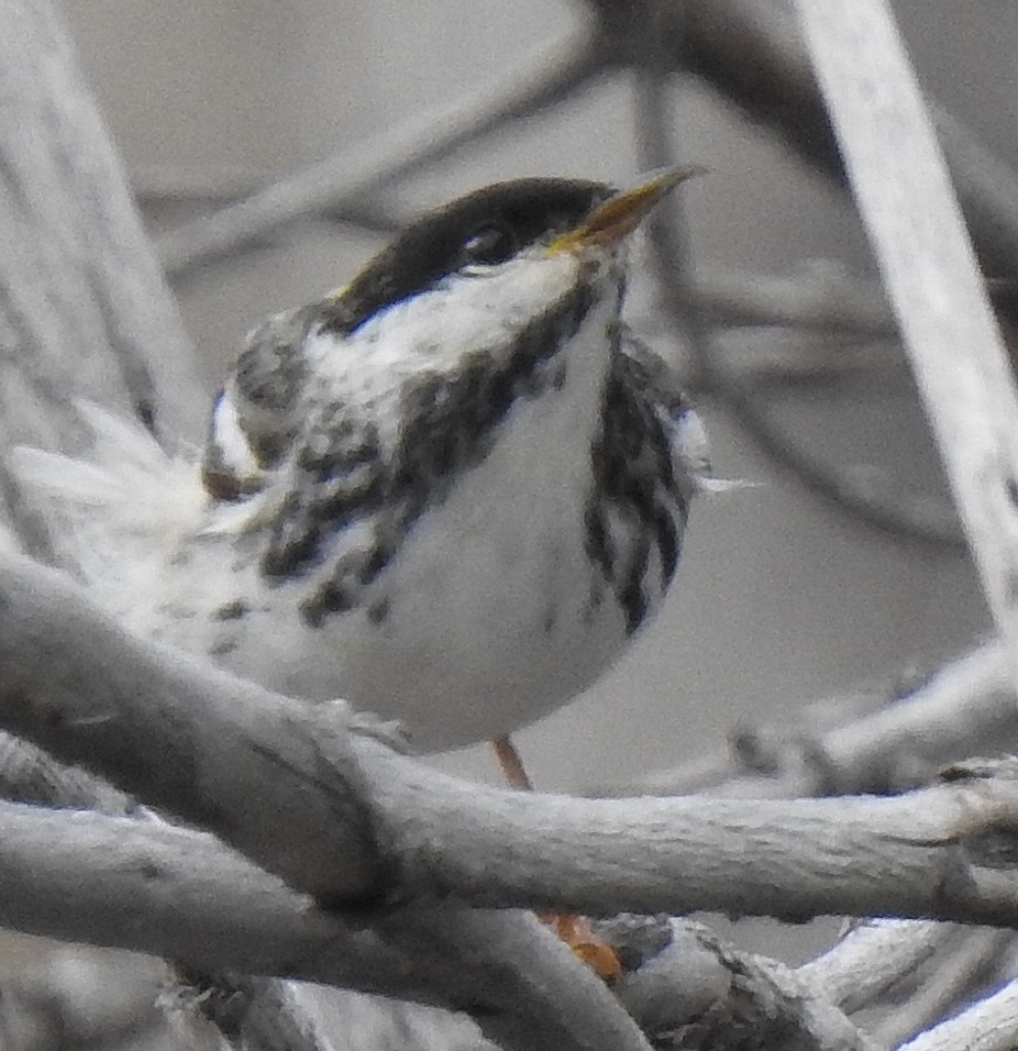 Blackpoll Warbler - Pat Grantham