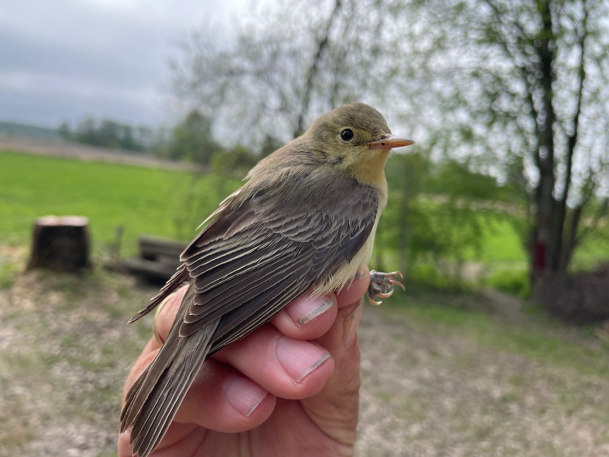 Icterine Warbler - ML576281031