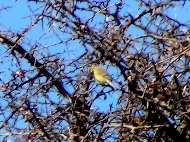 בזבוז קורסיקה - ML576282241