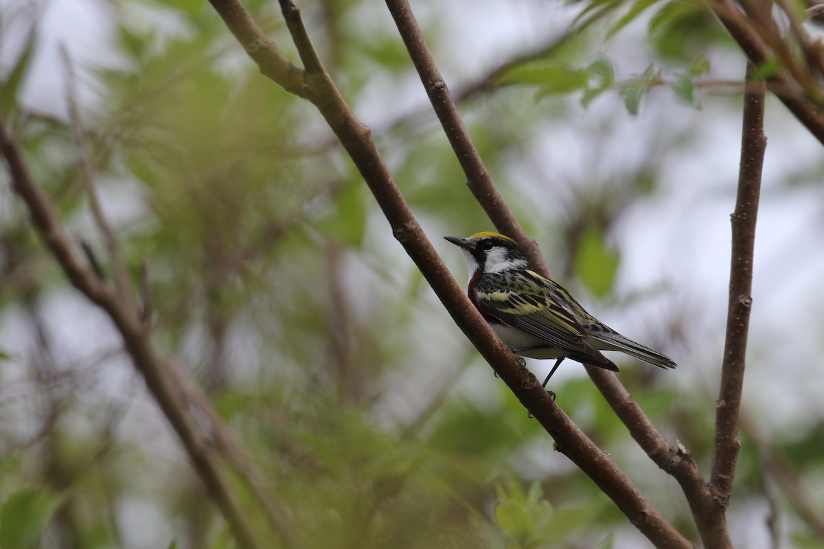 Chestnut-sided Warbler - ML576283161