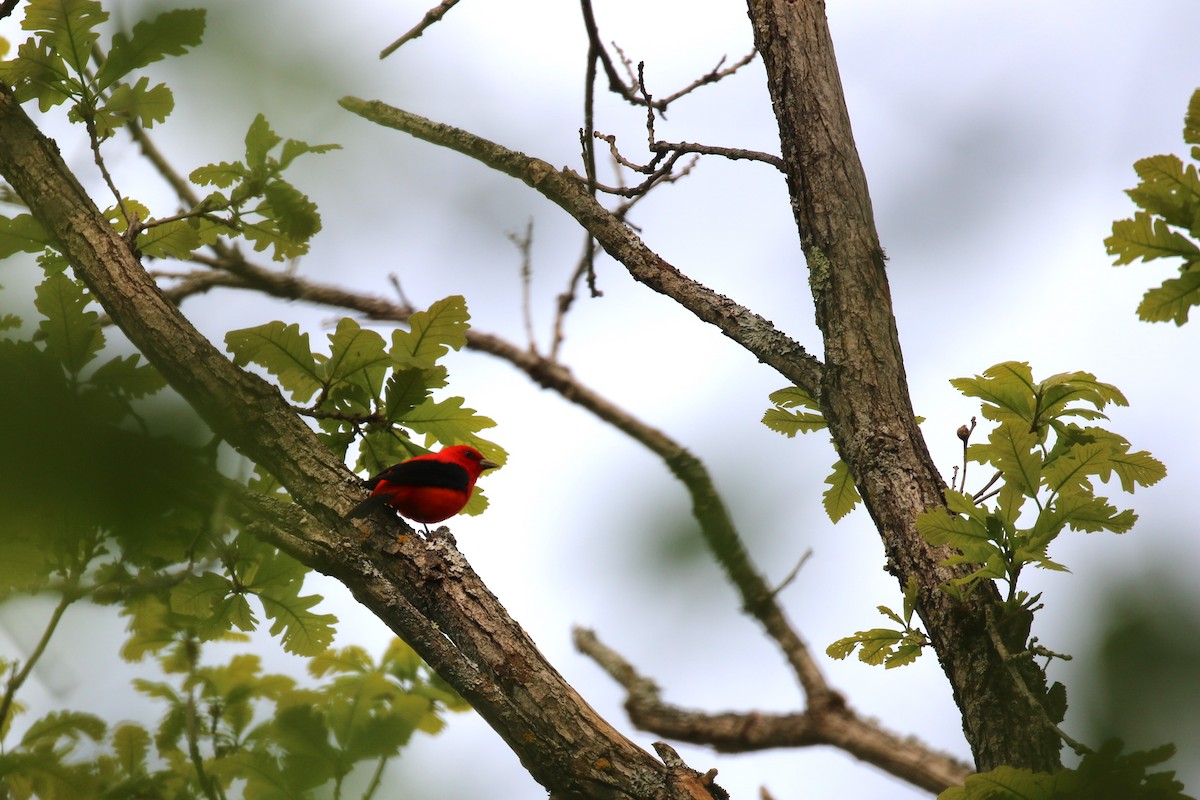 Scarlet Tanager - ML576283301