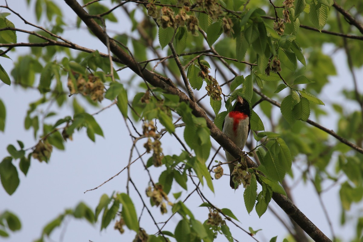 Cardinal à poitrine rose - ML576283531