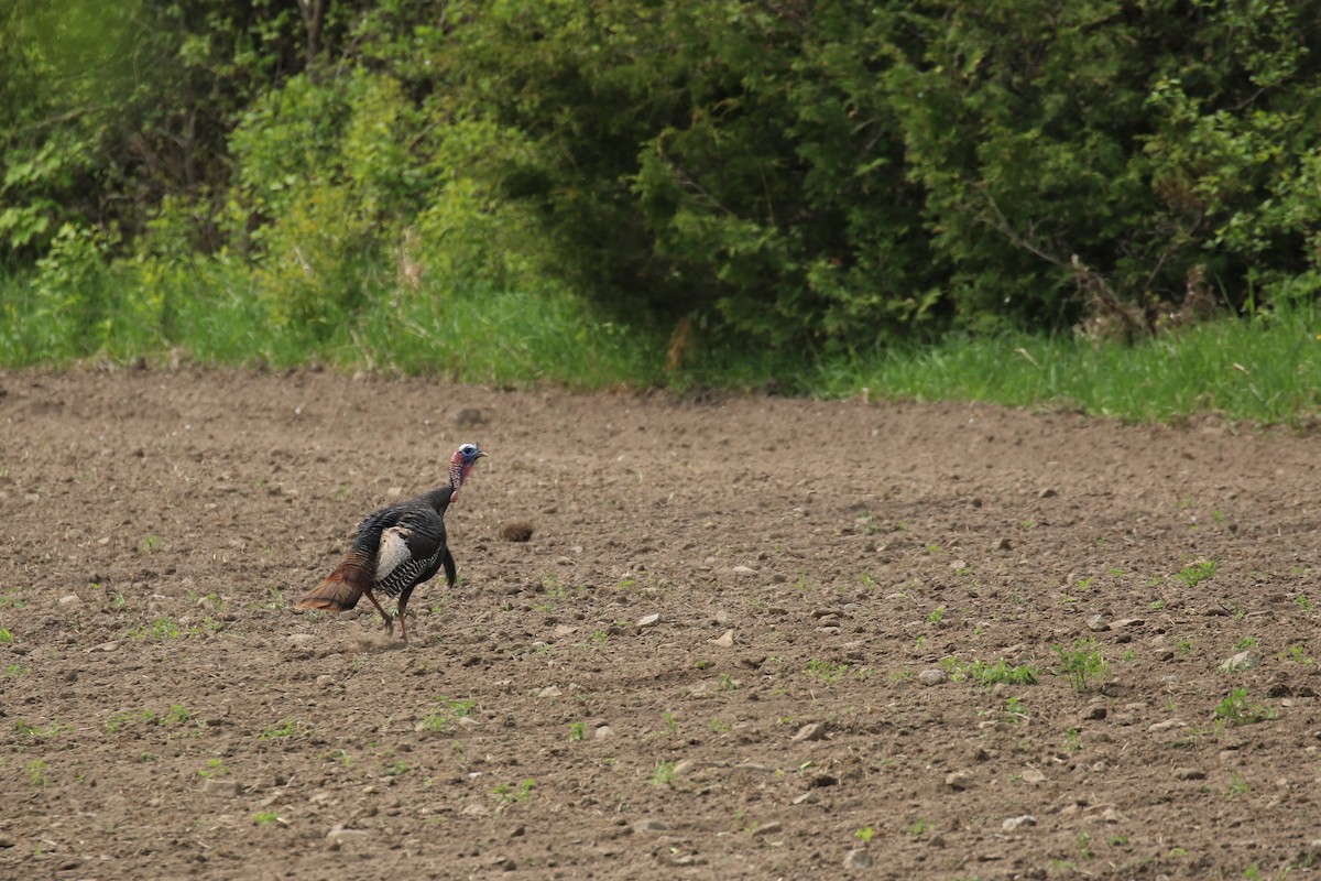 Wild Turkey - ML576283631