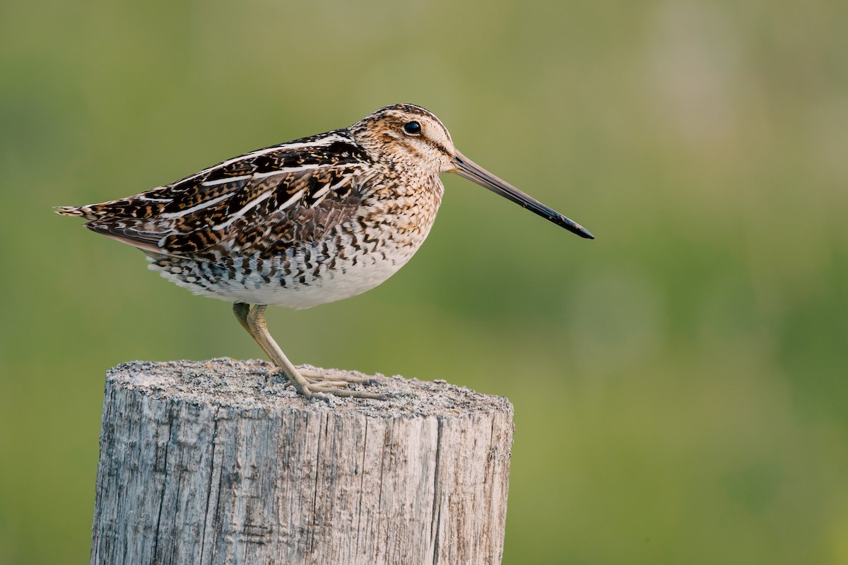 Wilson's Snipe - Matt P