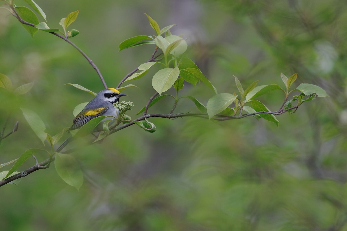 Golden-winged Warbler - ML576284301