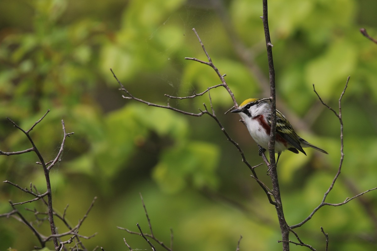 Chestnut-sided Warbler - ML576284351