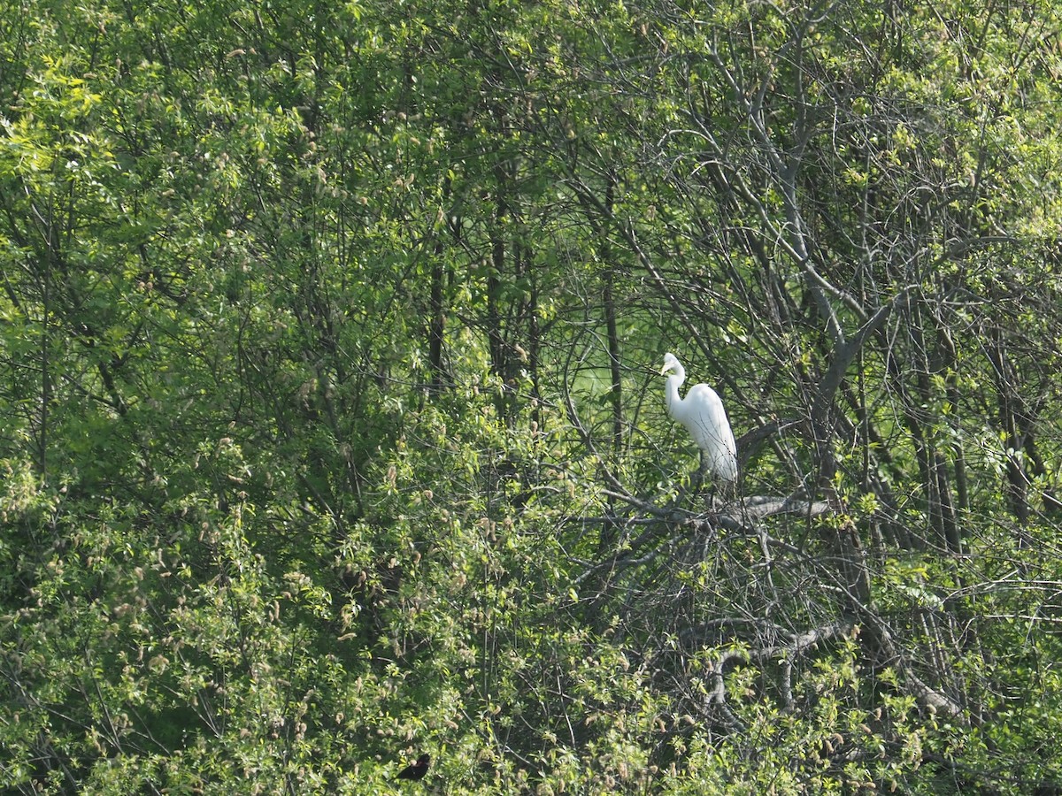 Great Egret - Bill Bunn