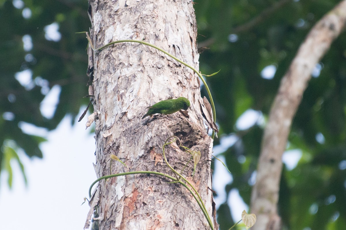 Finsch's Pygmy-Parrot - ML576285561