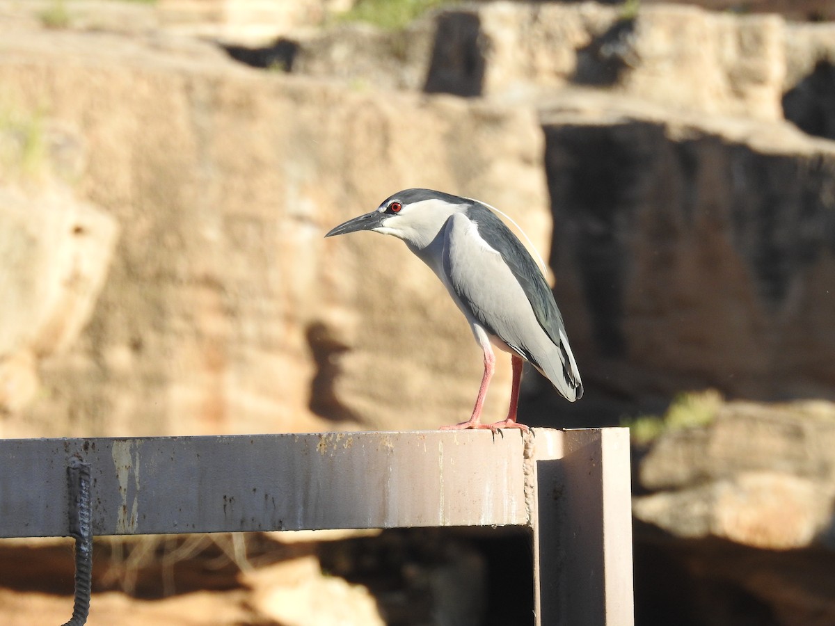 Black-crowned Night Heron - ML576286321